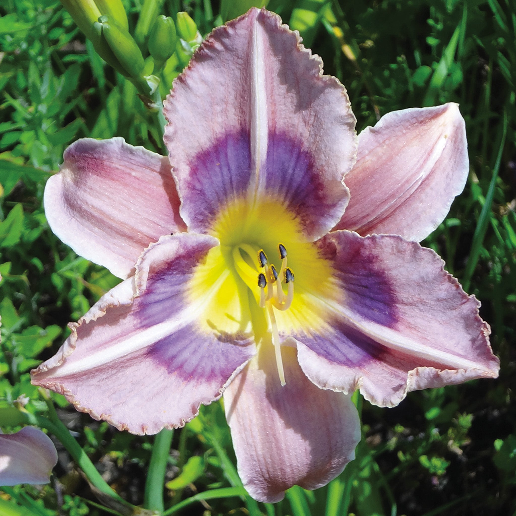 Daylily, Last Flight Out