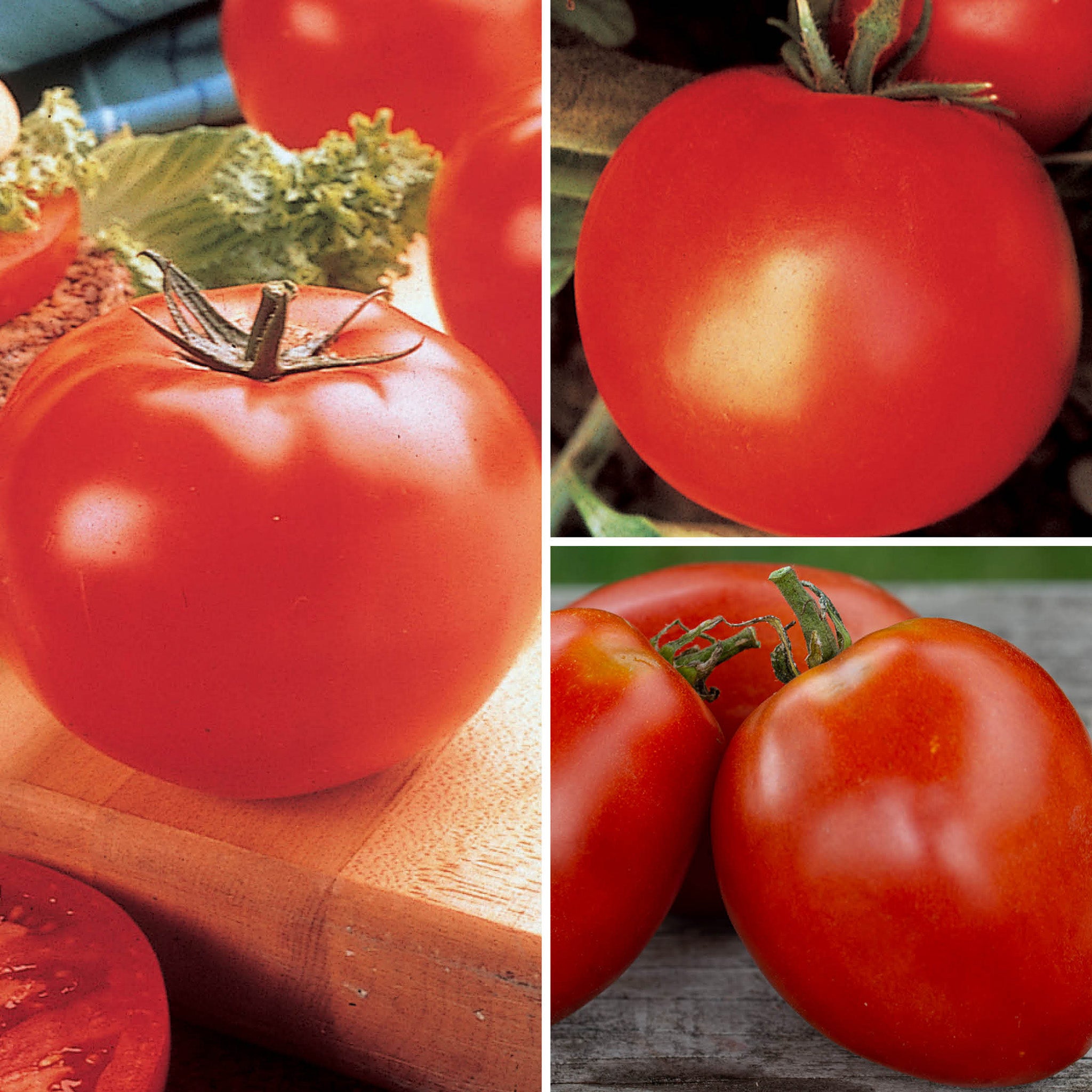 Tomato Plant Sampler #1