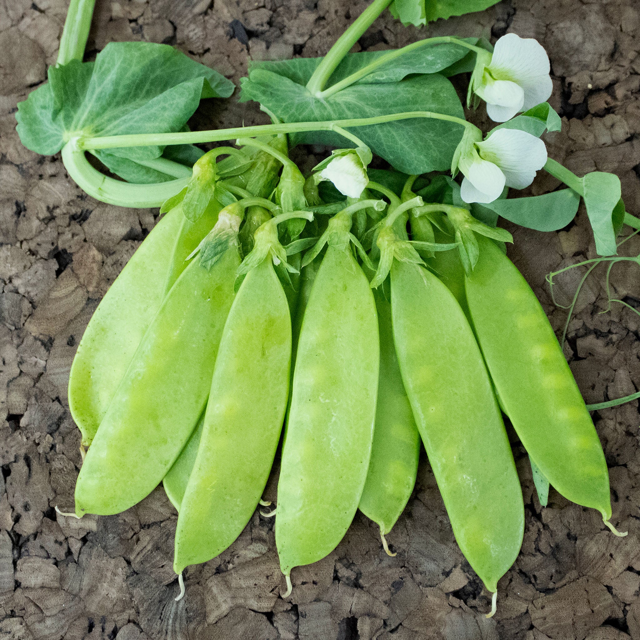Pea, Mammoth Melting Sugar