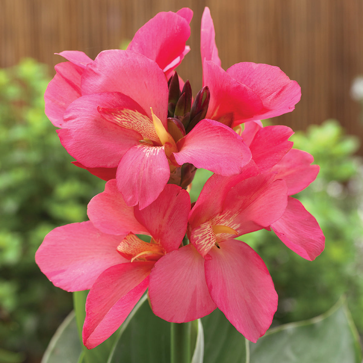 Canna, South Pacific™ Rose Hybrid