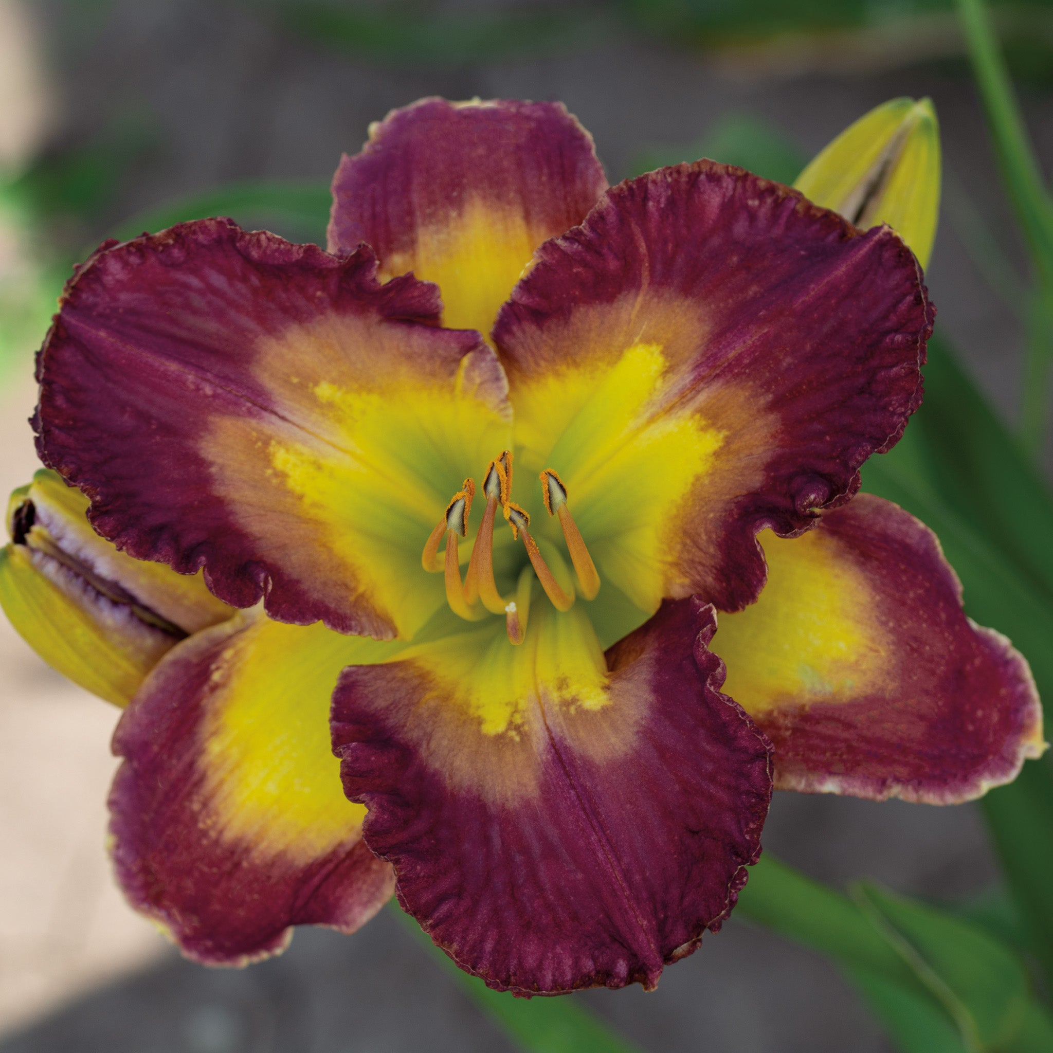 Daylily, Longfield's Cheese and Wine