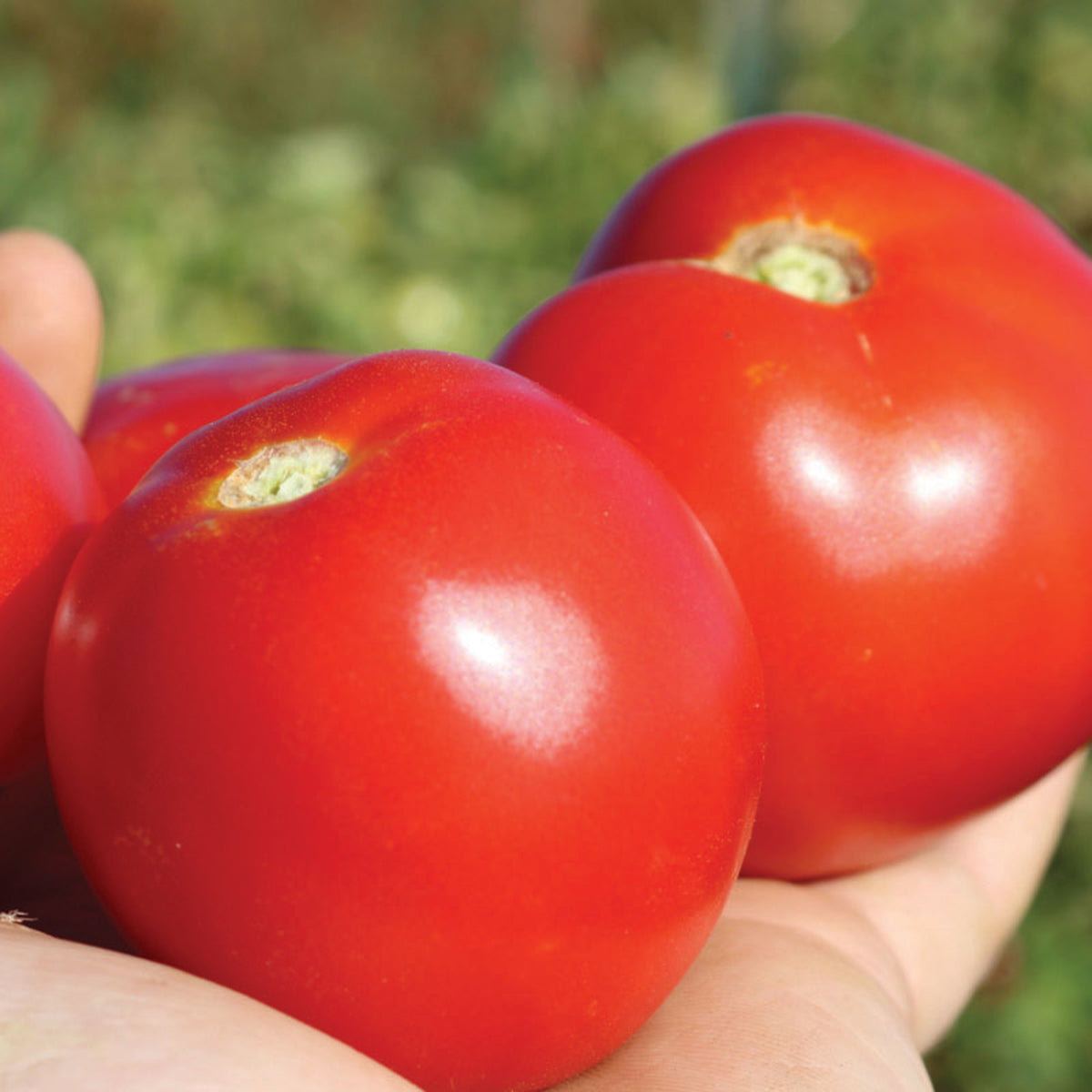 Tomato, Early Girl Plus Hybrid