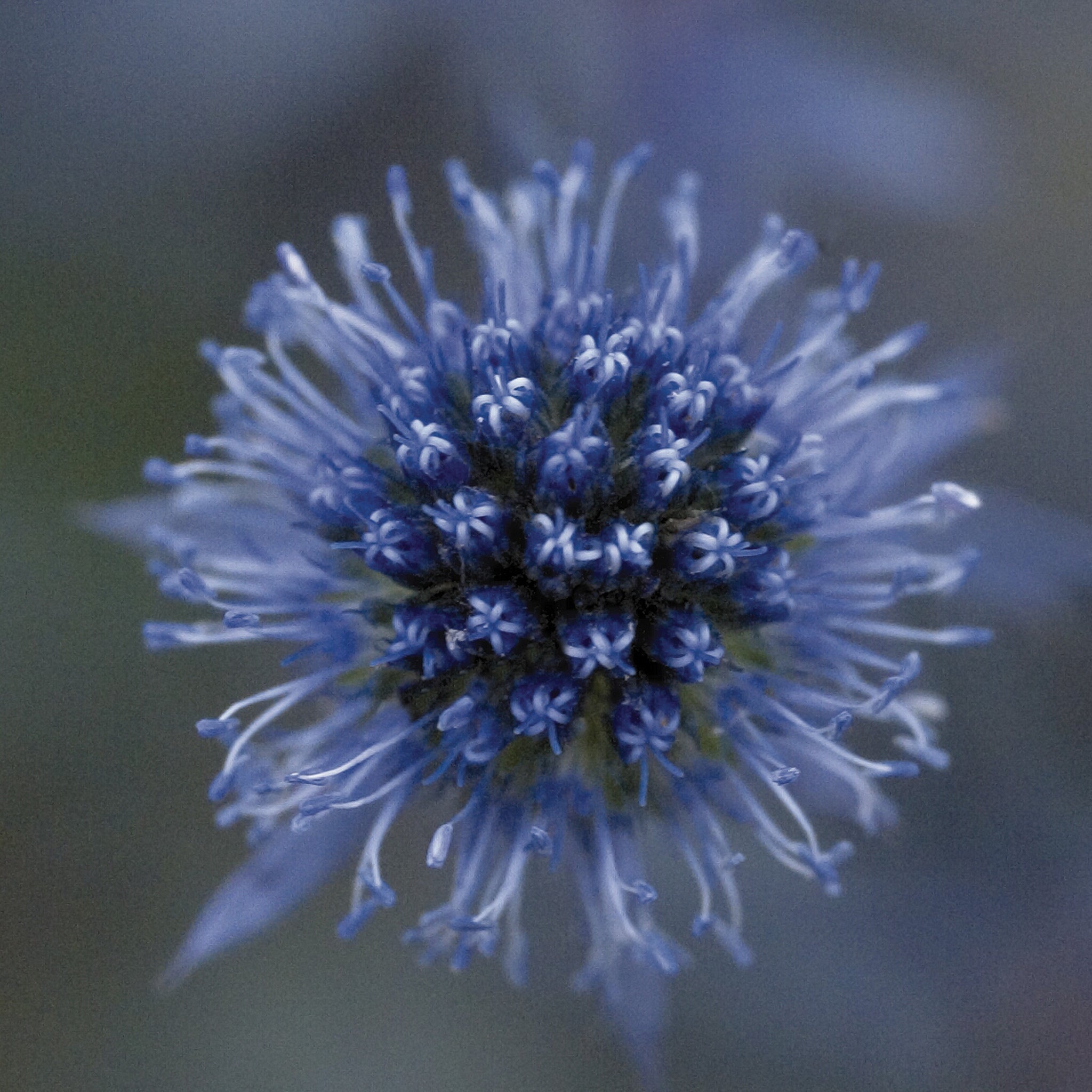 Eryngium, Blue Glitter
