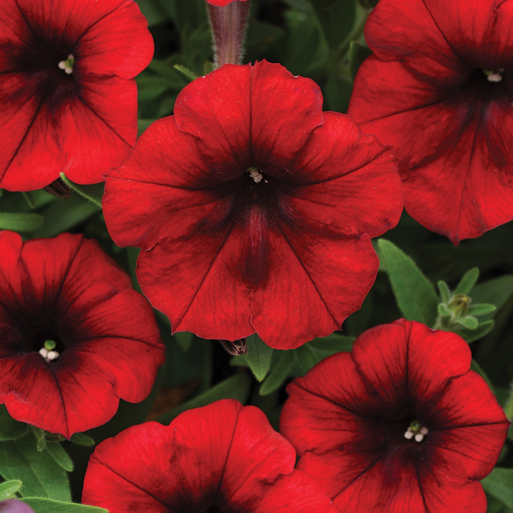 Petunia, Easy Wave® Red Velour Hybrid