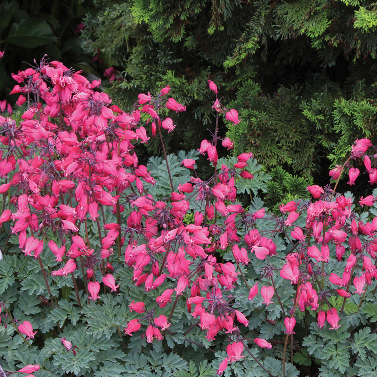 Bleeding Heart, Amore™ Rose