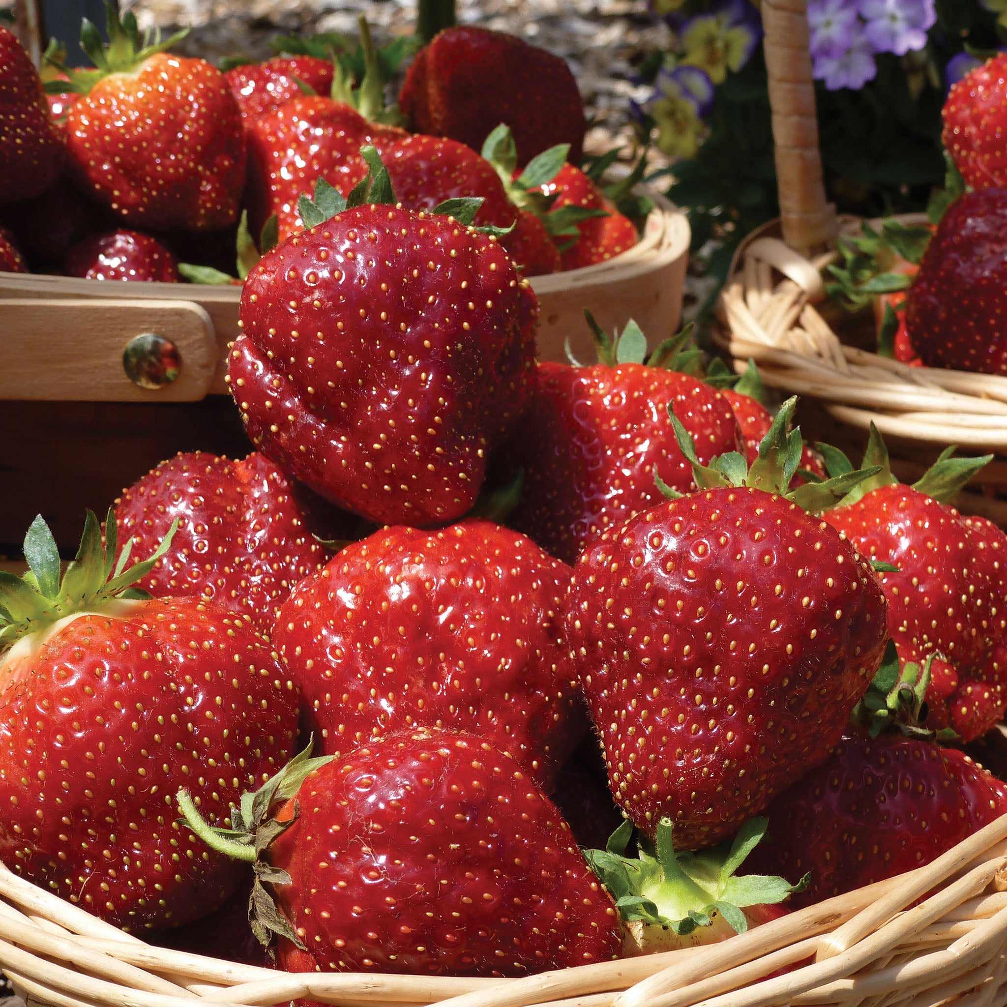 Strawberry, June Bearing, Cabot, 25 Plants