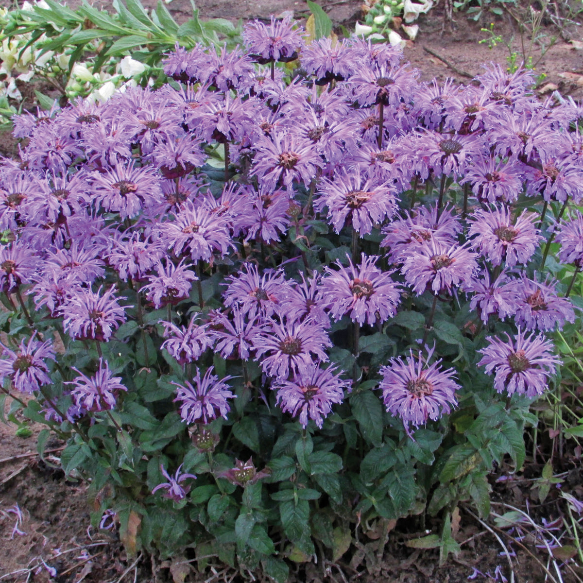 Monarda, Sugar Buzz® Blue Moon
