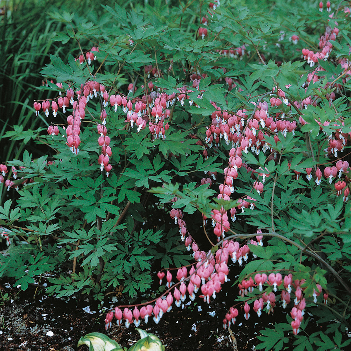 Bleeding Heart, Giant Pink