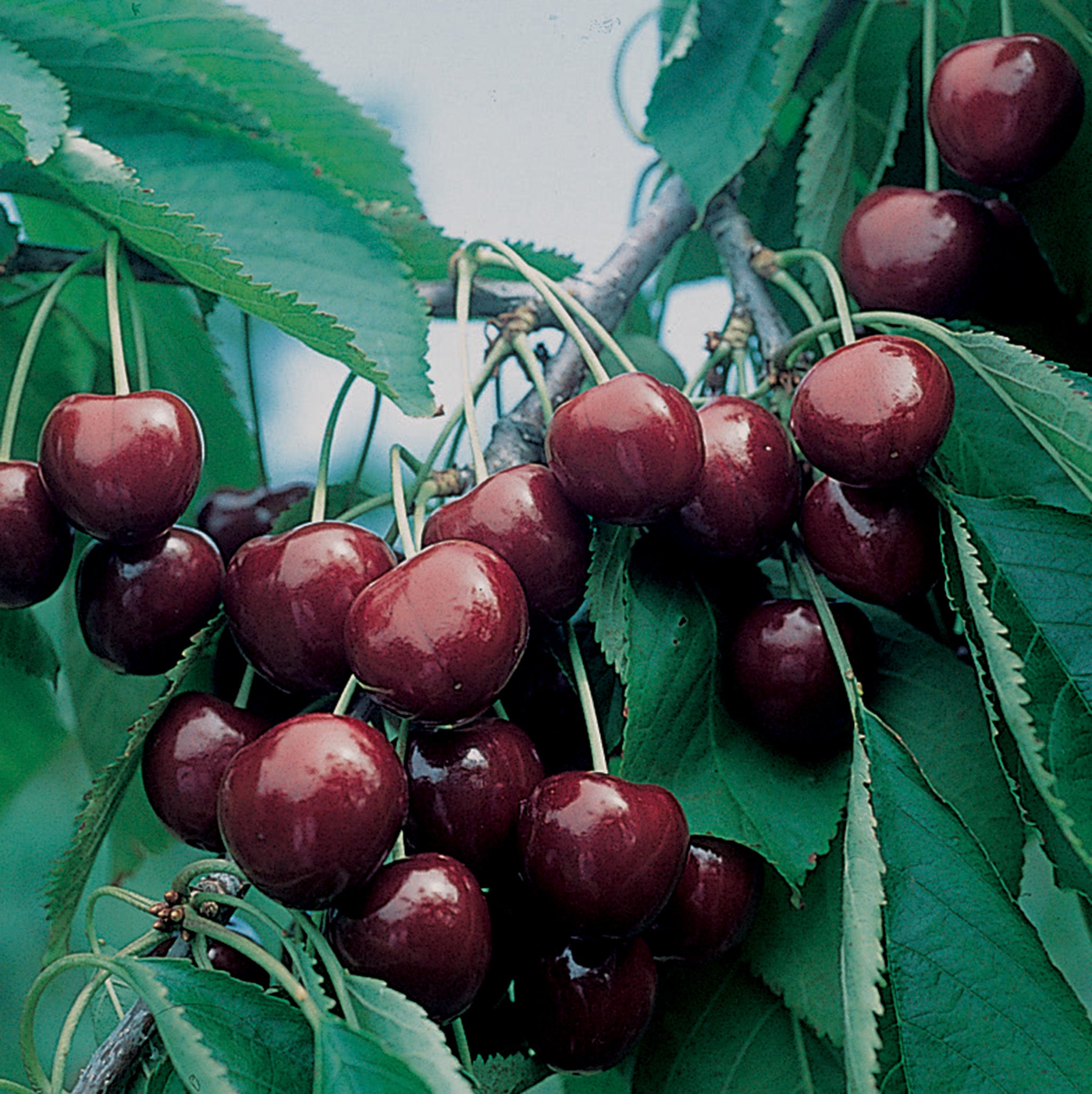 Cherry, Dwarf, Sweet, BlackGold™