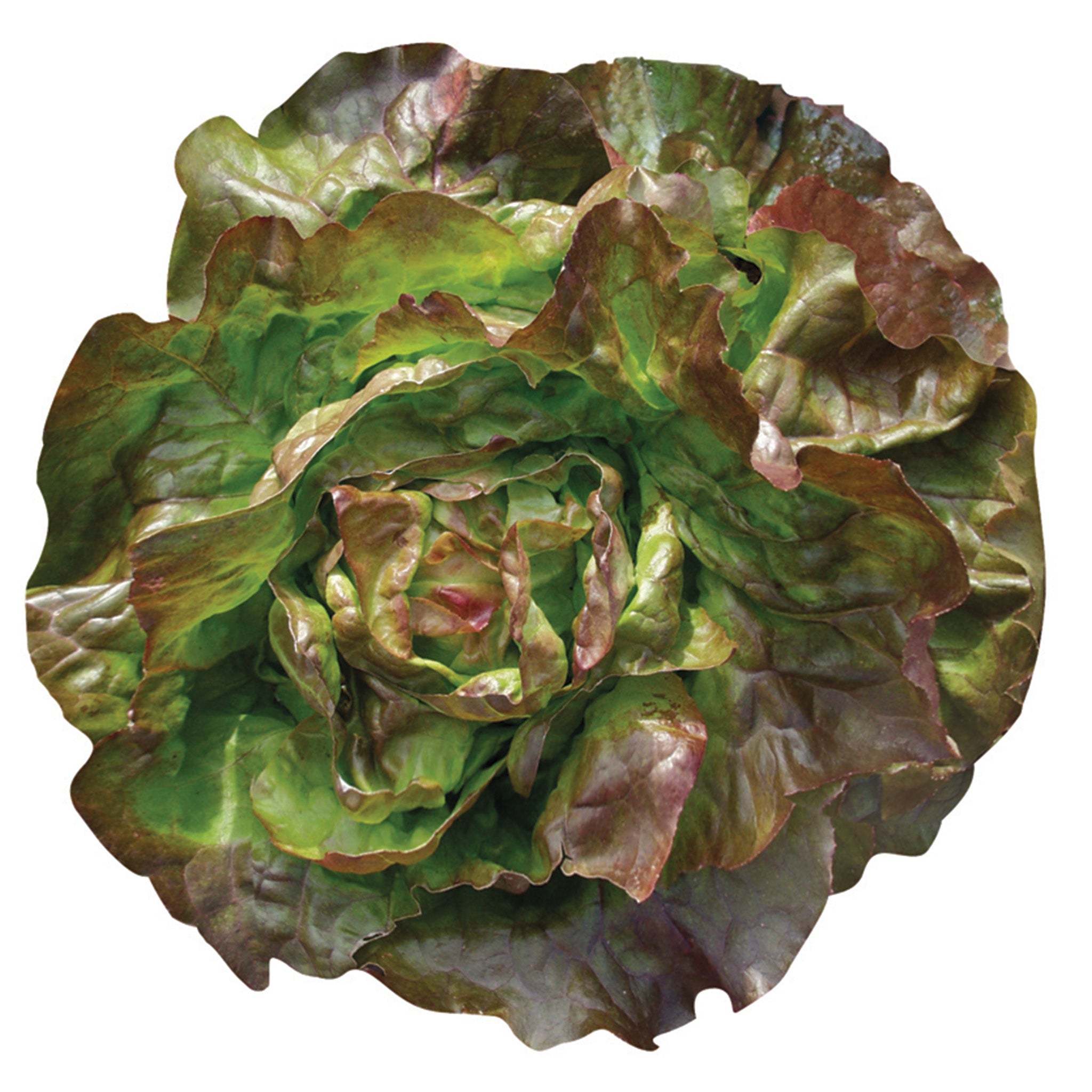 Lettuce, Butterhead, Edox