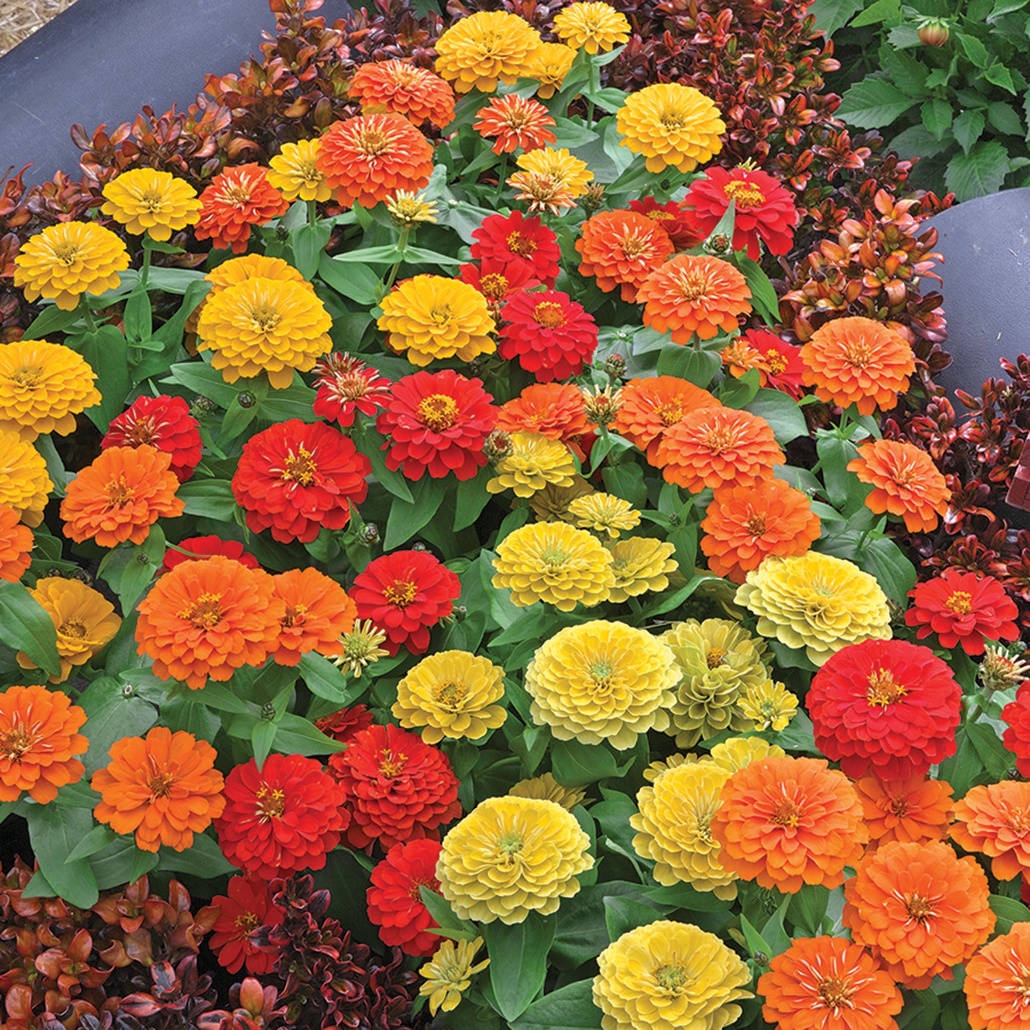 Zinnia, Preciosa™ Tropical Blend Hybrid