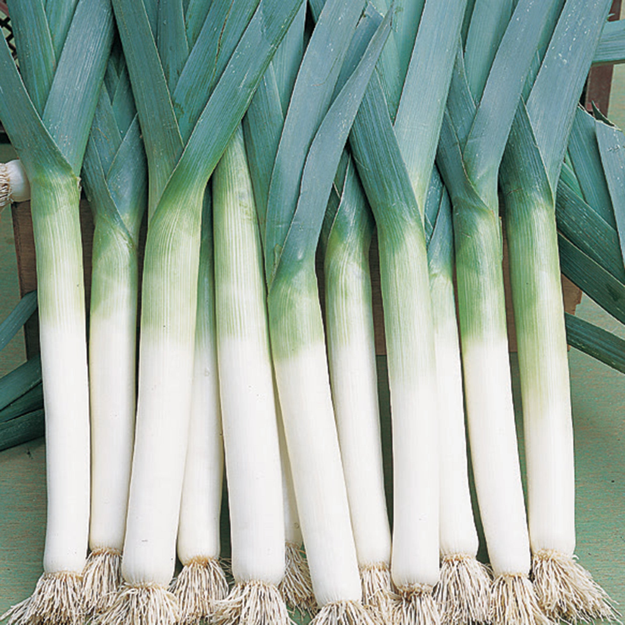 Leek, Lancelot