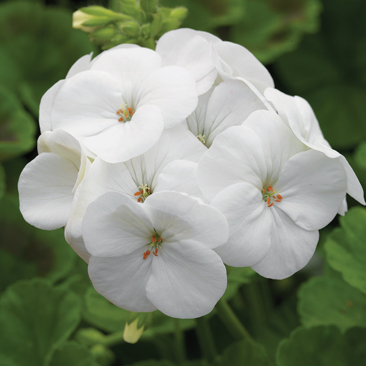 Geranium, Pinto™ Premium White Hybrid