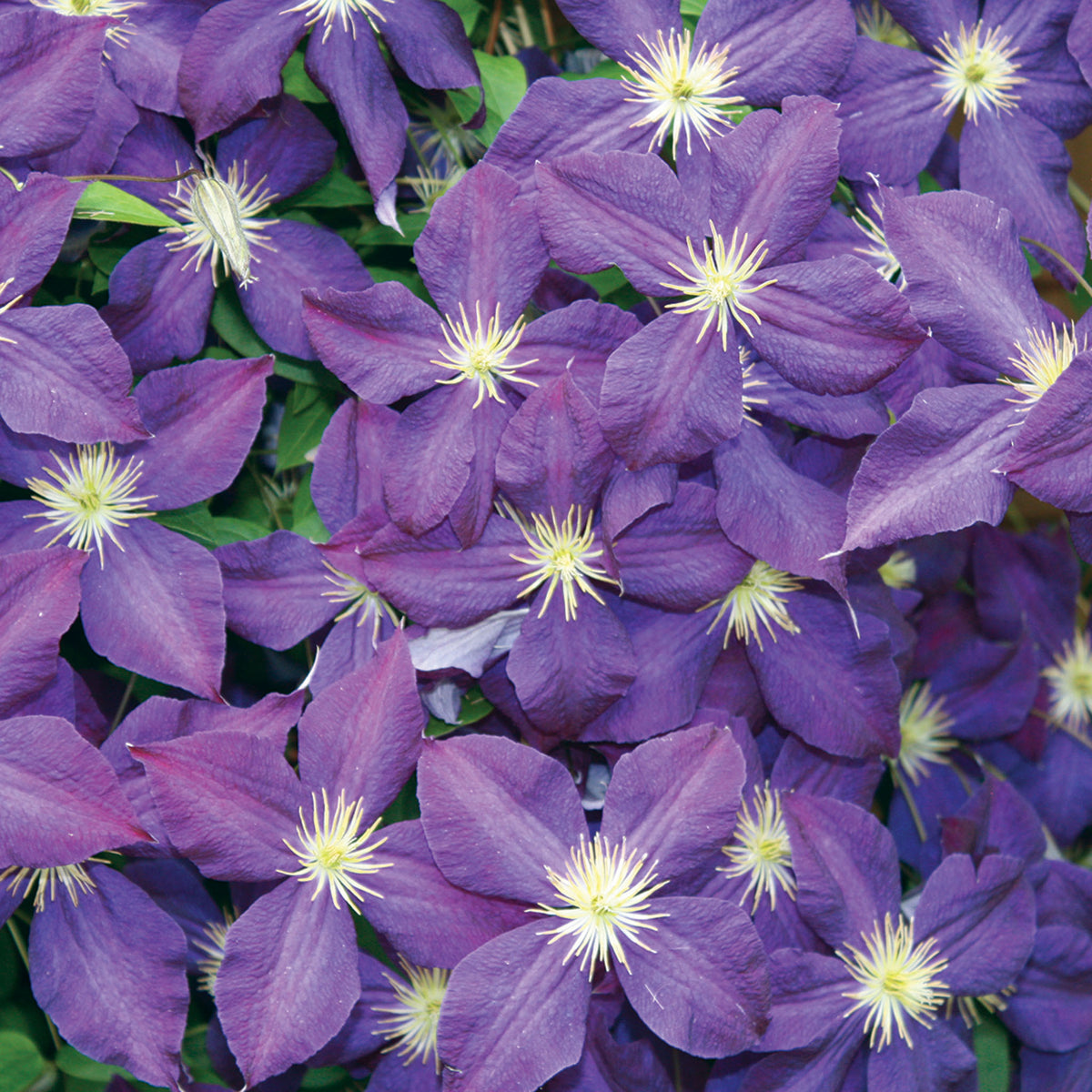 Clematis, Jackmanni