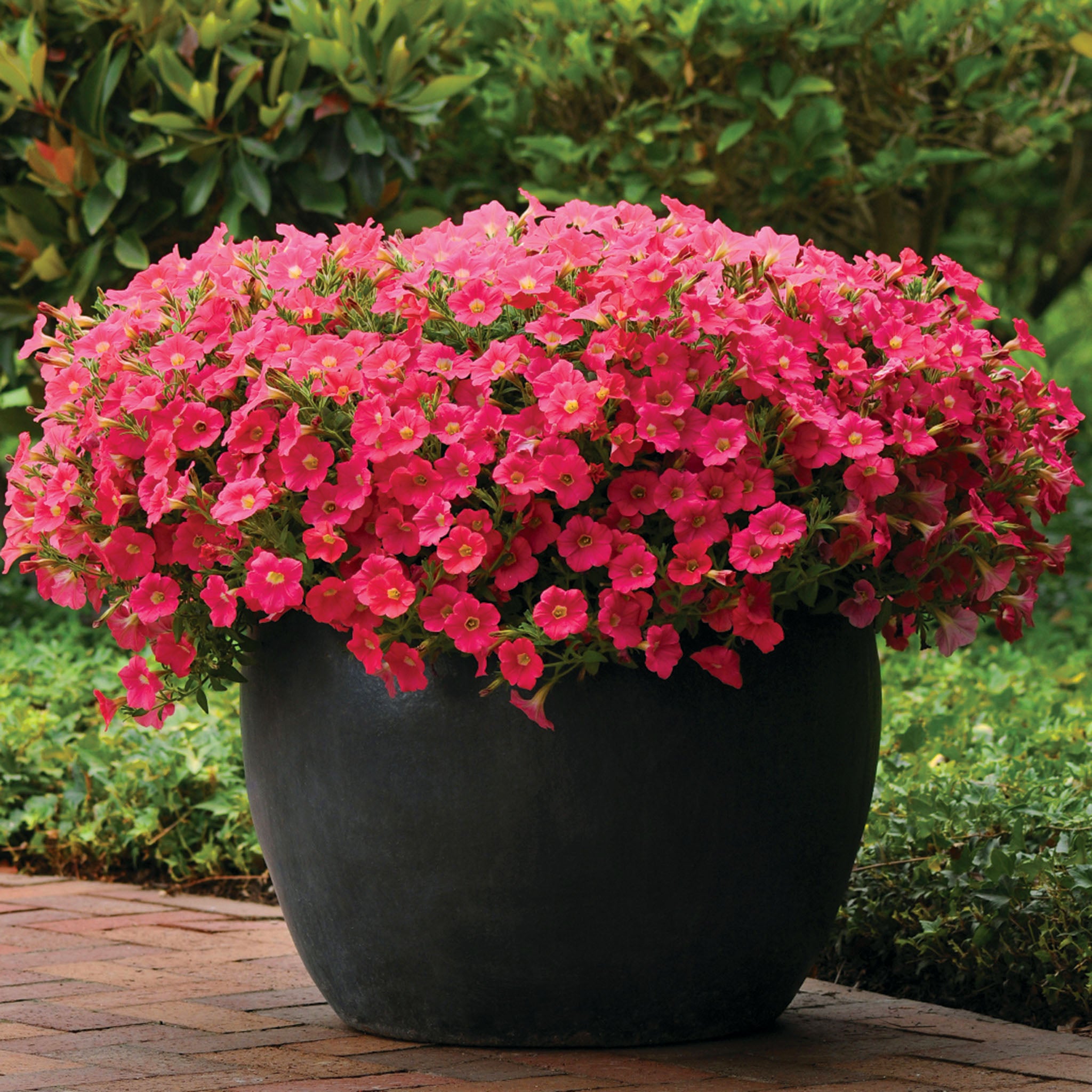 Petunia, Shock Wave® Coral Crush Hybrid