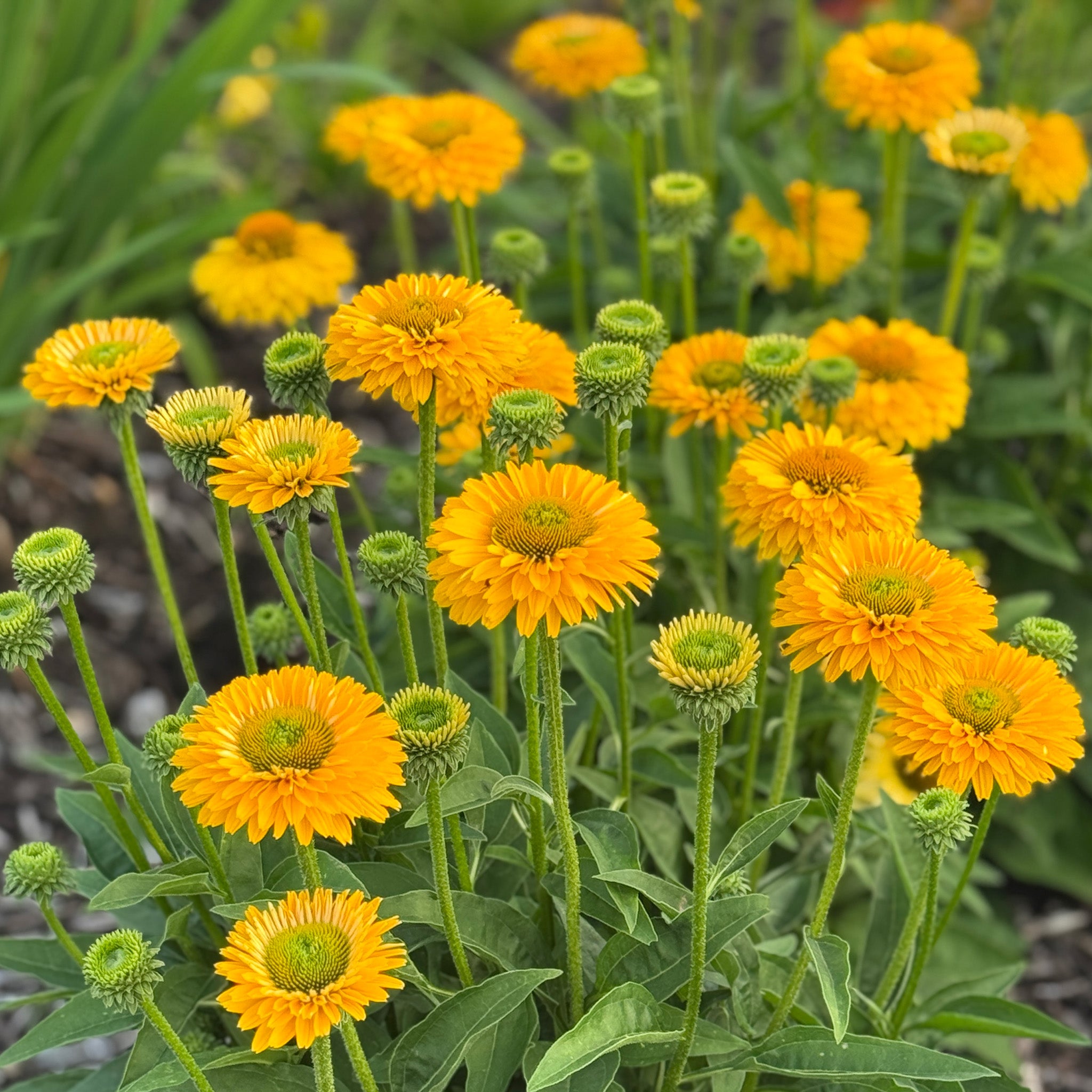 Echinacea, SunSeekers® Golden Sun