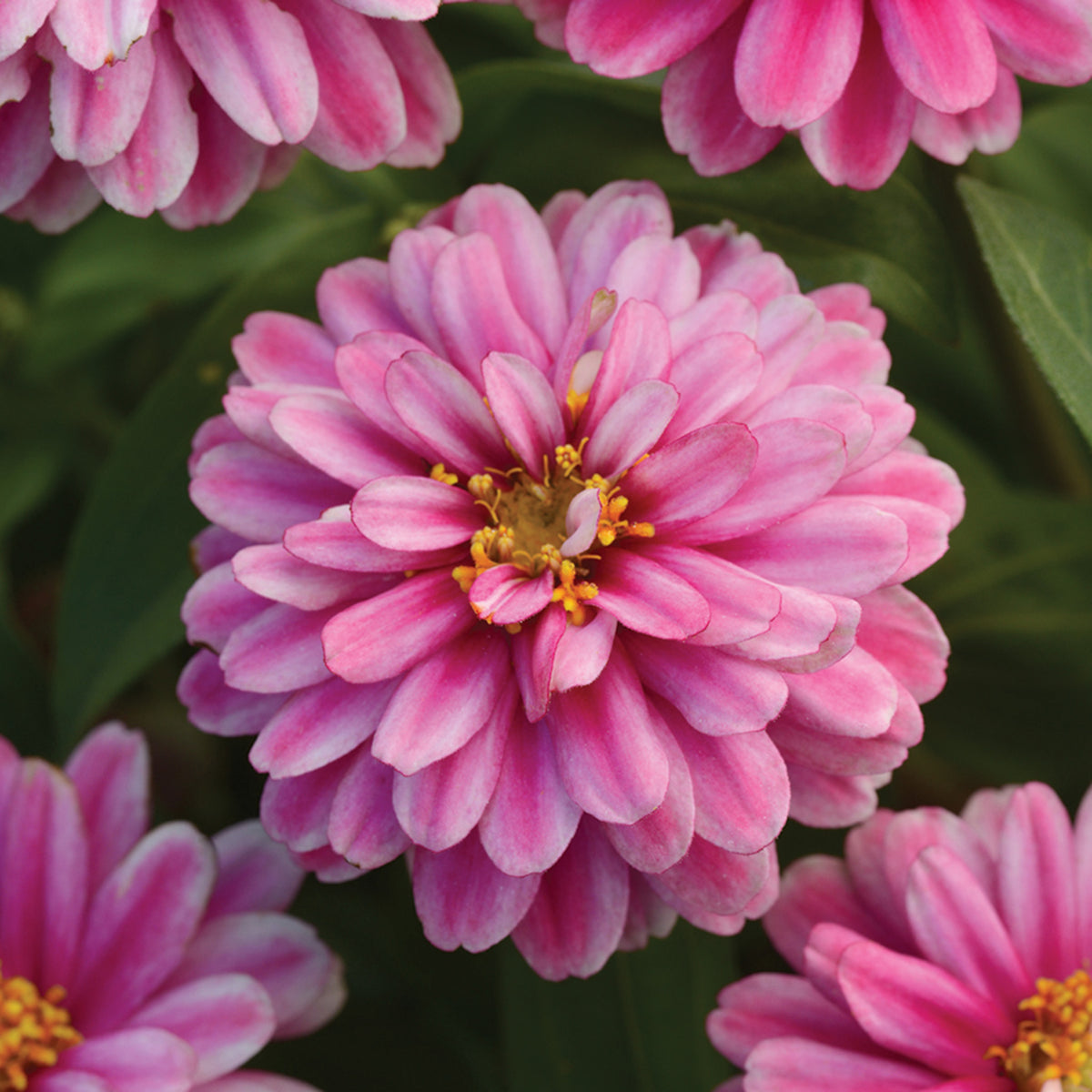 Zinnia, Zahara™ Double Raspberry Ripple