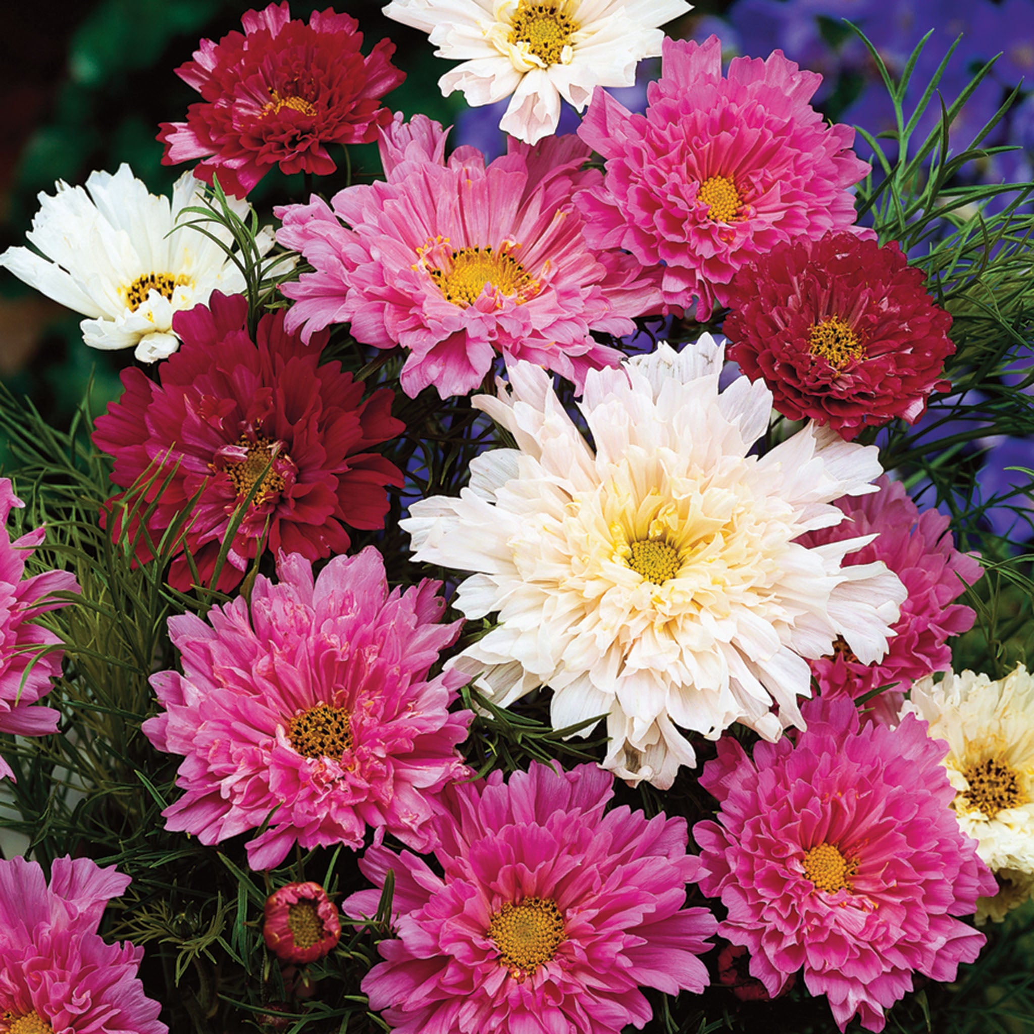 Cosmos, Double Click Extra Mix