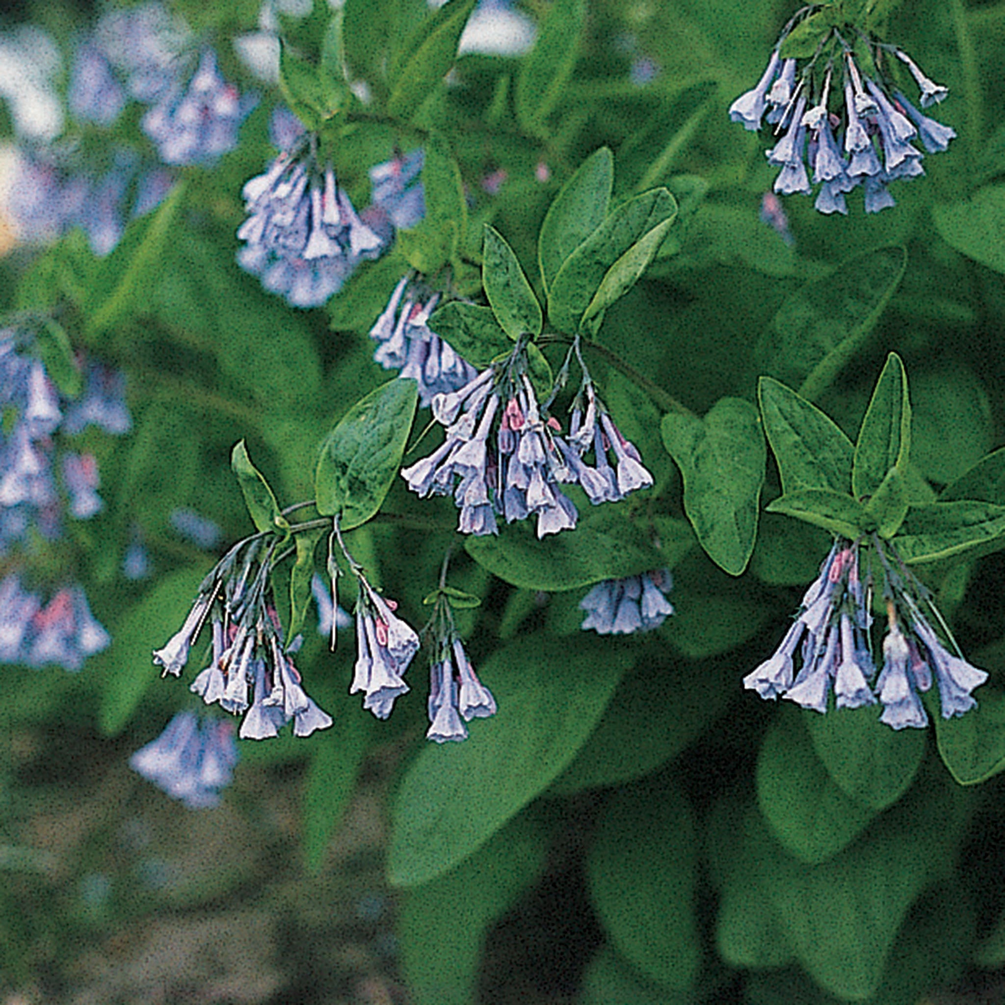 Wildflower, Virginia Bluebells