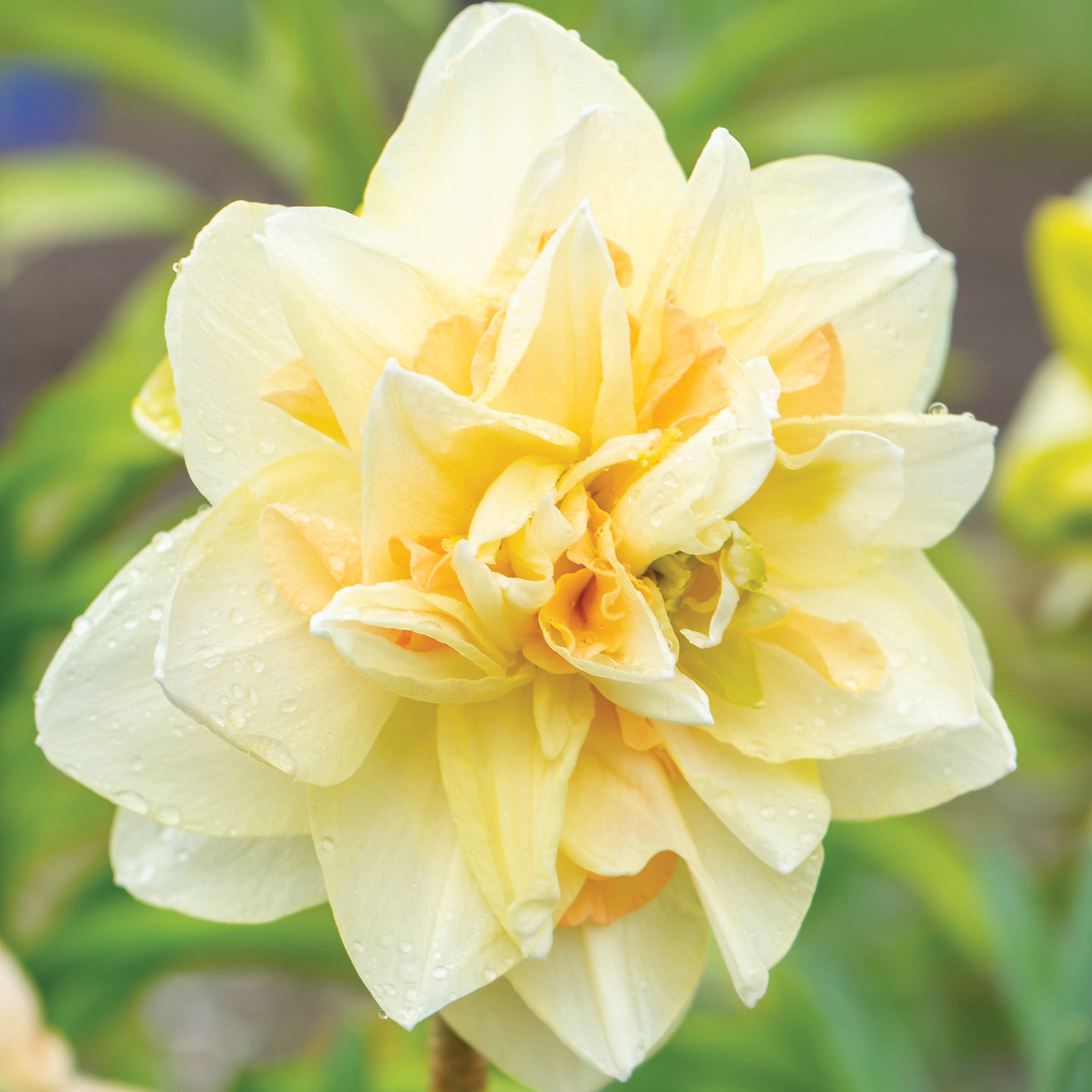 Daffodil, Pom Pom Rose, 10 Pack