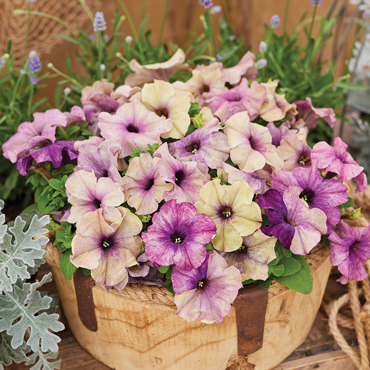 Petunia, Shake™ Blueberry Hybrid