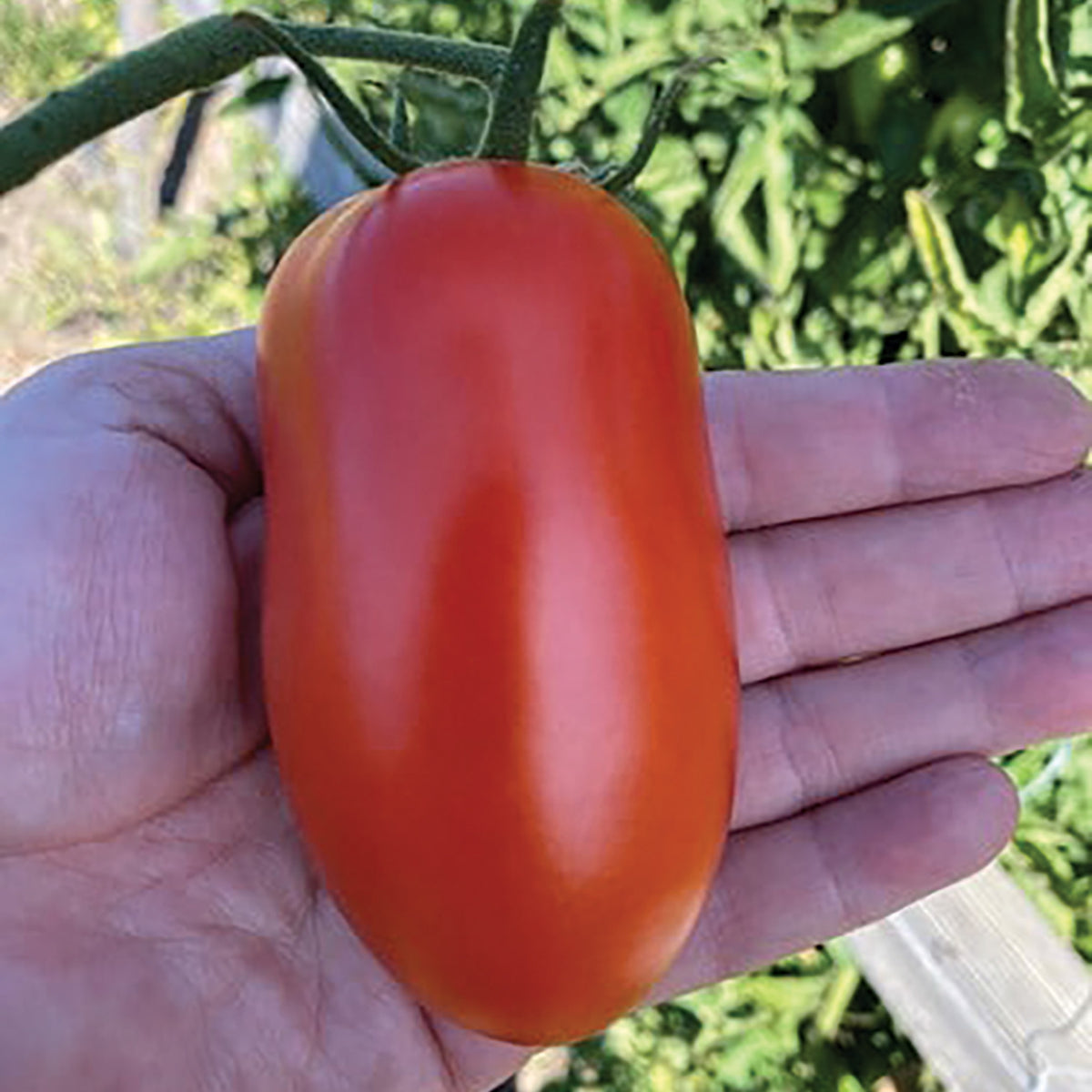 Tomato, Zenzei Hybrid