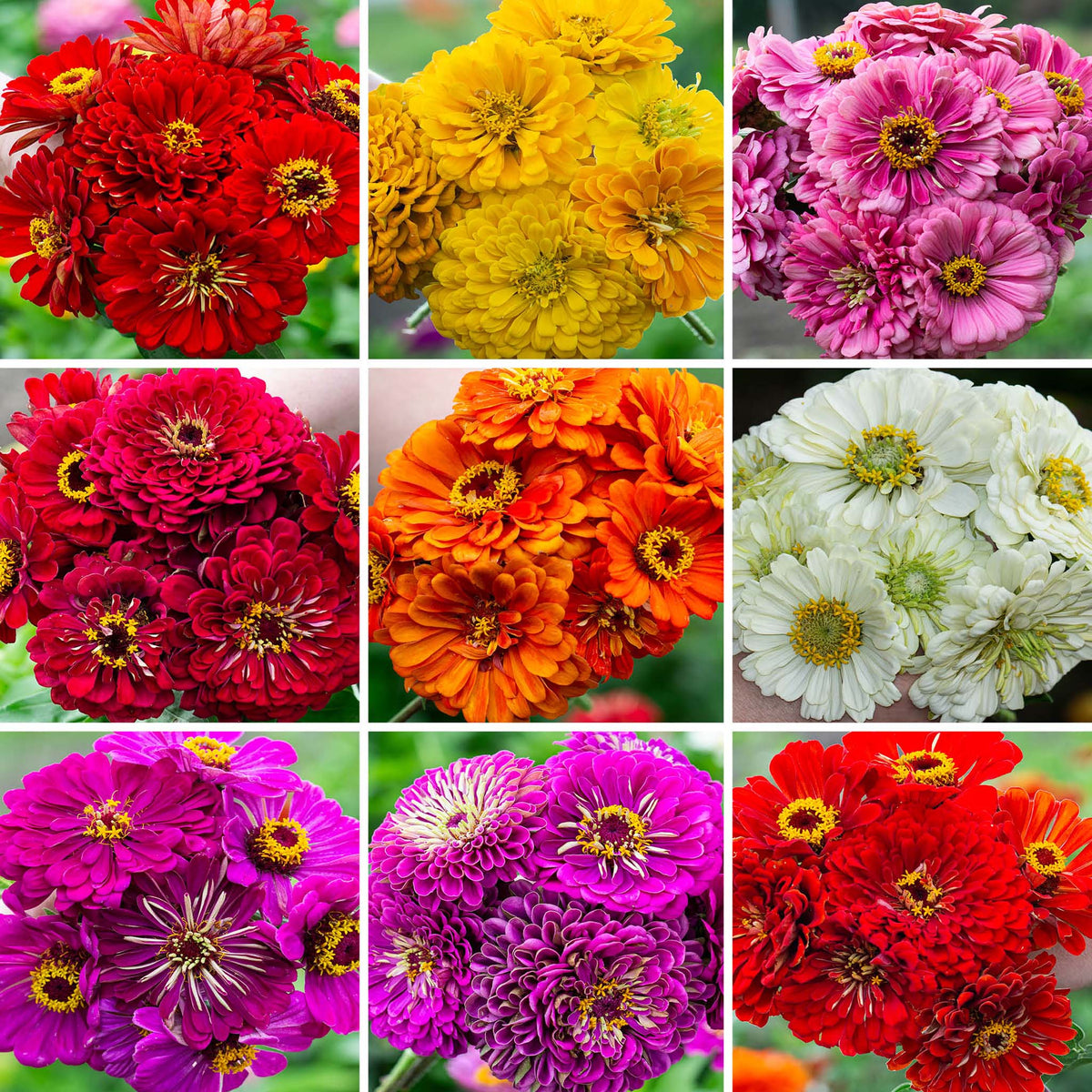 Zinnia, Special Super Giant Offer