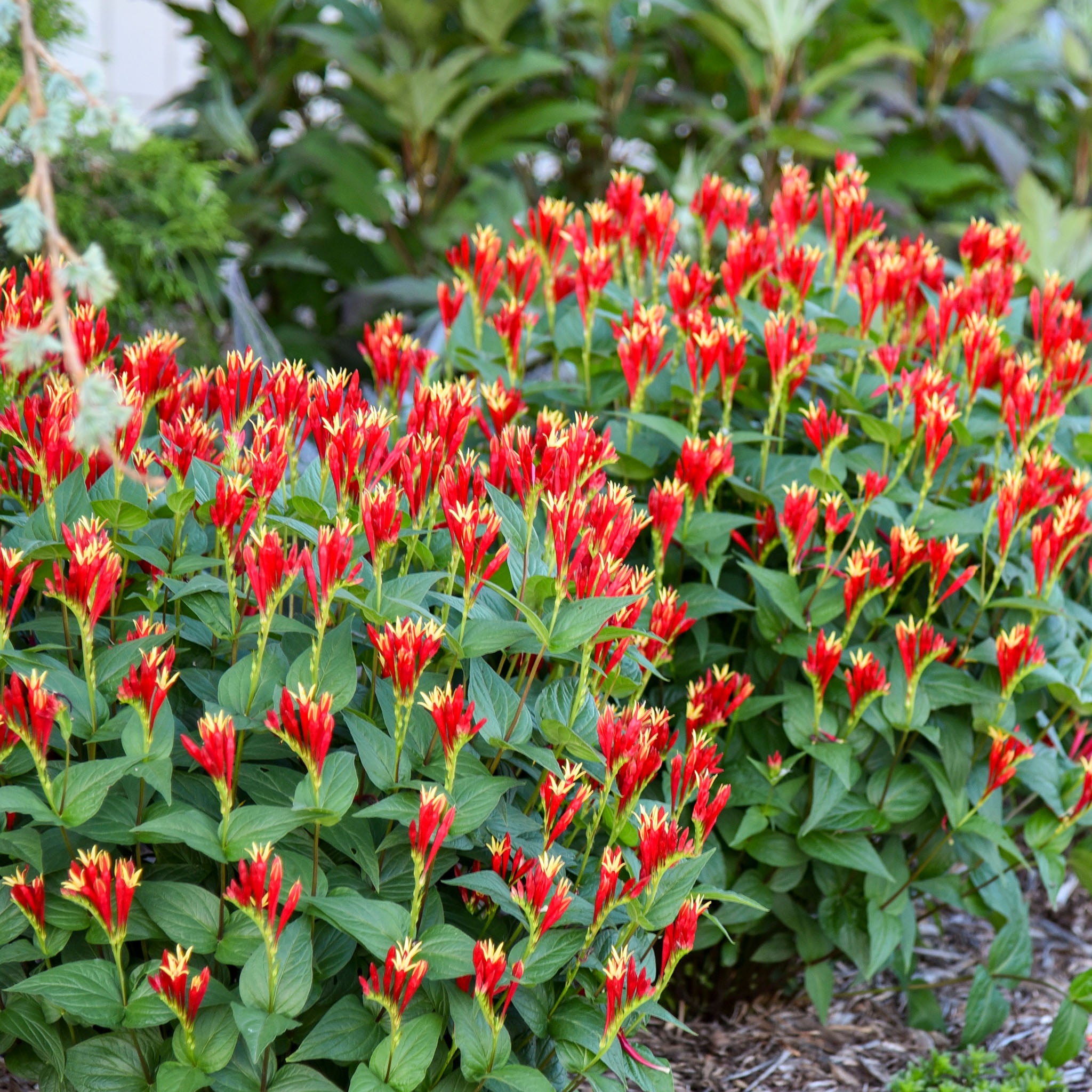 Spigelia, Little Redhead
