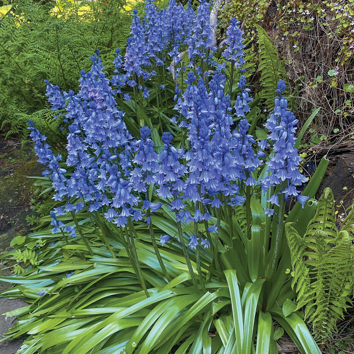 Bluebells, Excelsior Spanish, 15 Pack