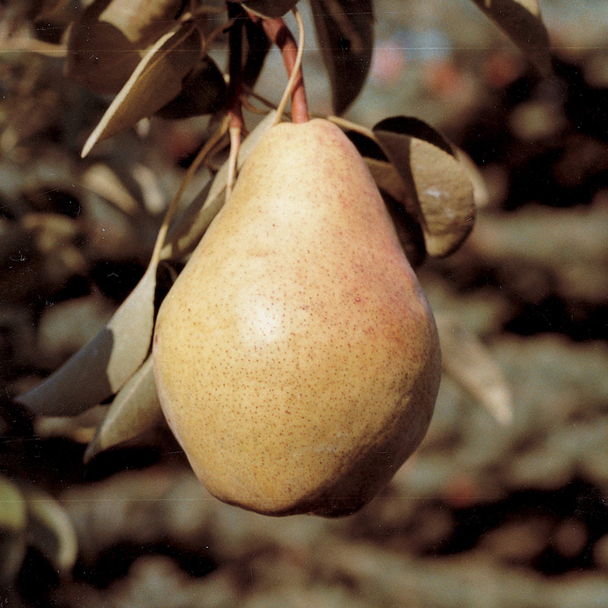 Pear, Standard, Bartlett