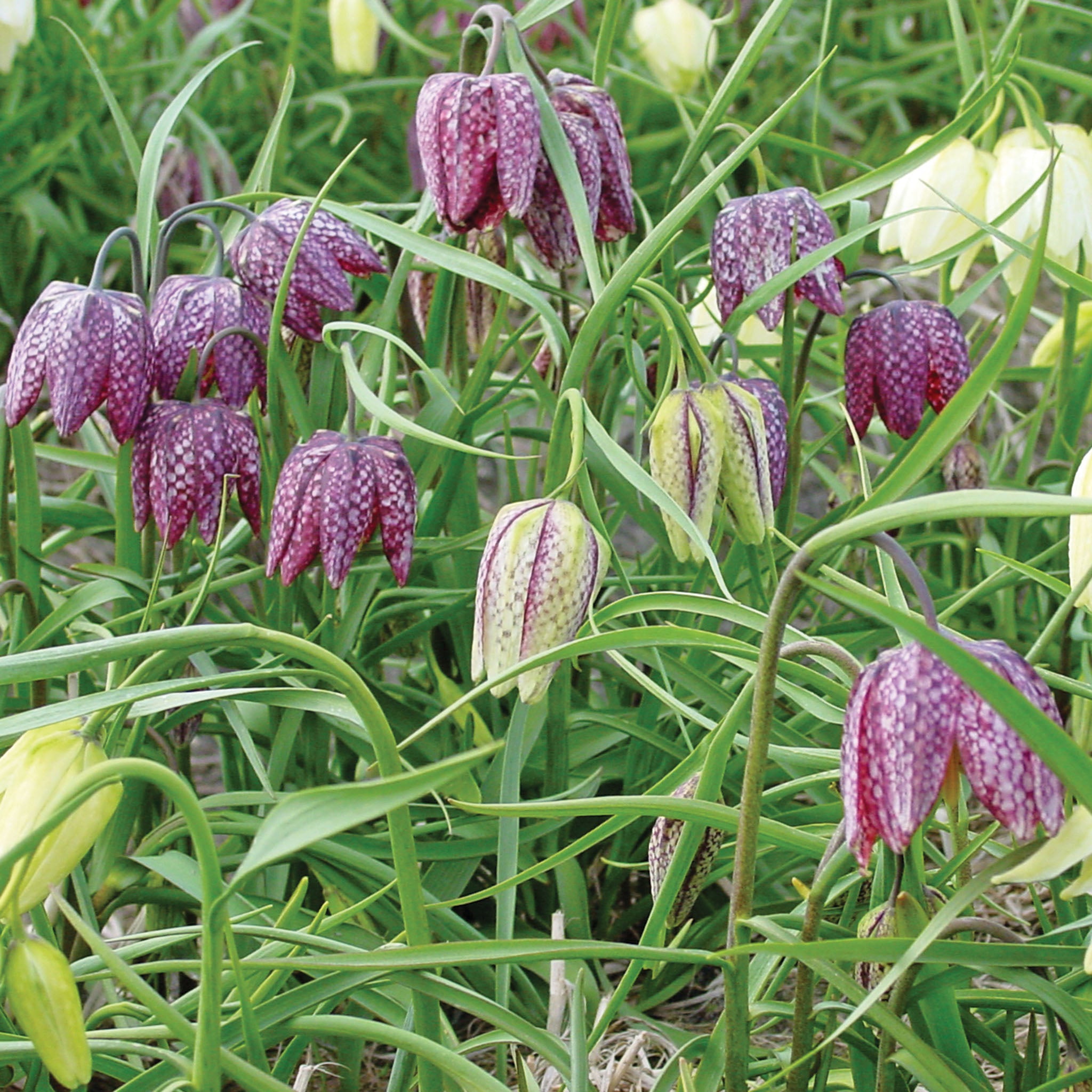 Fritillaria, Guinea-Hen Flower Mix, 15 Pack