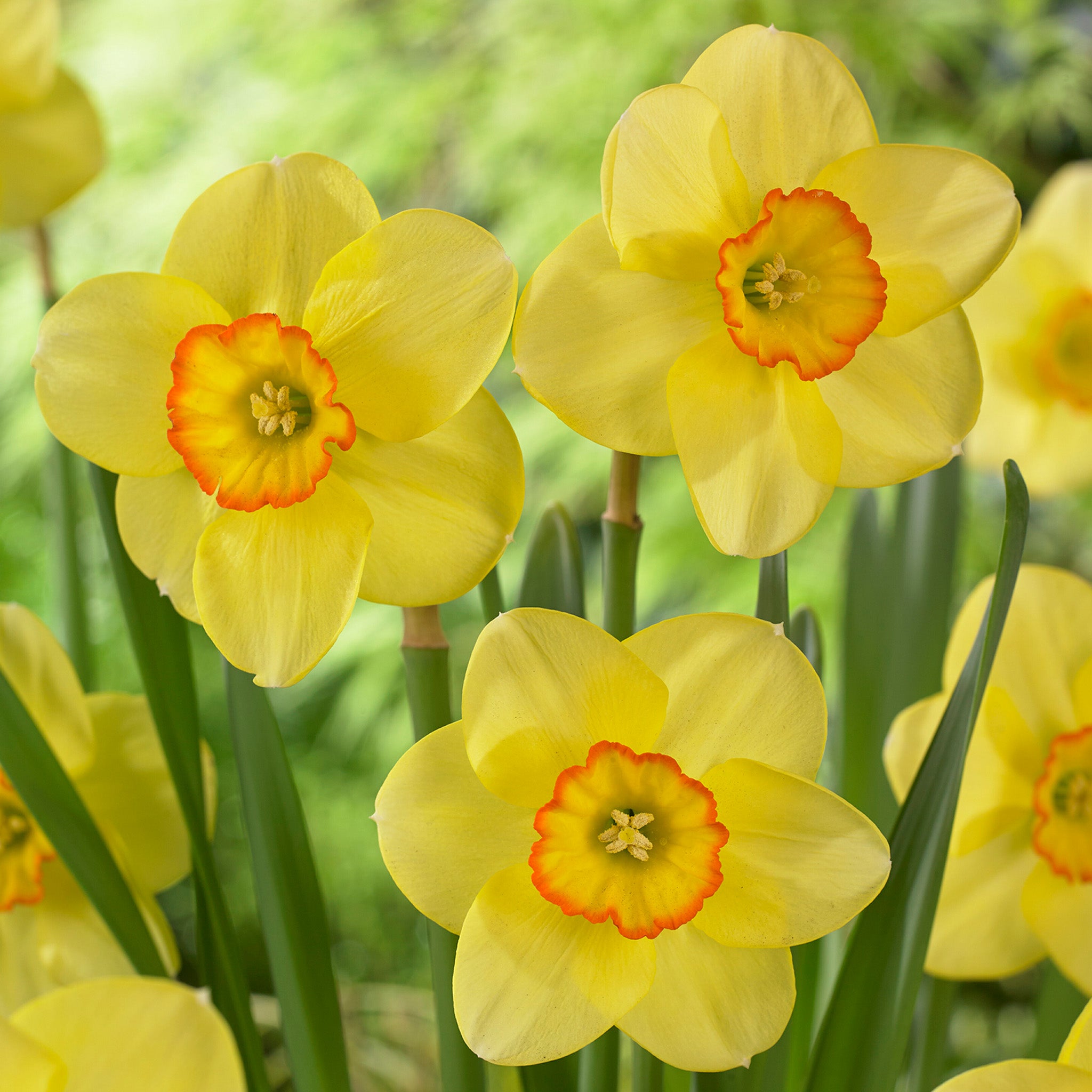 Daffodil, Pacific Rim, 10 Pack