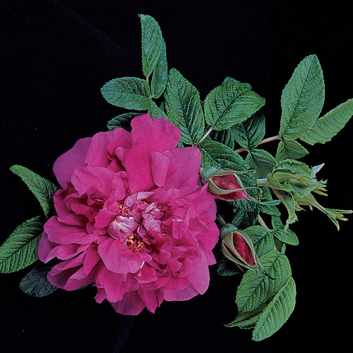Rose, Shrub, Hansa