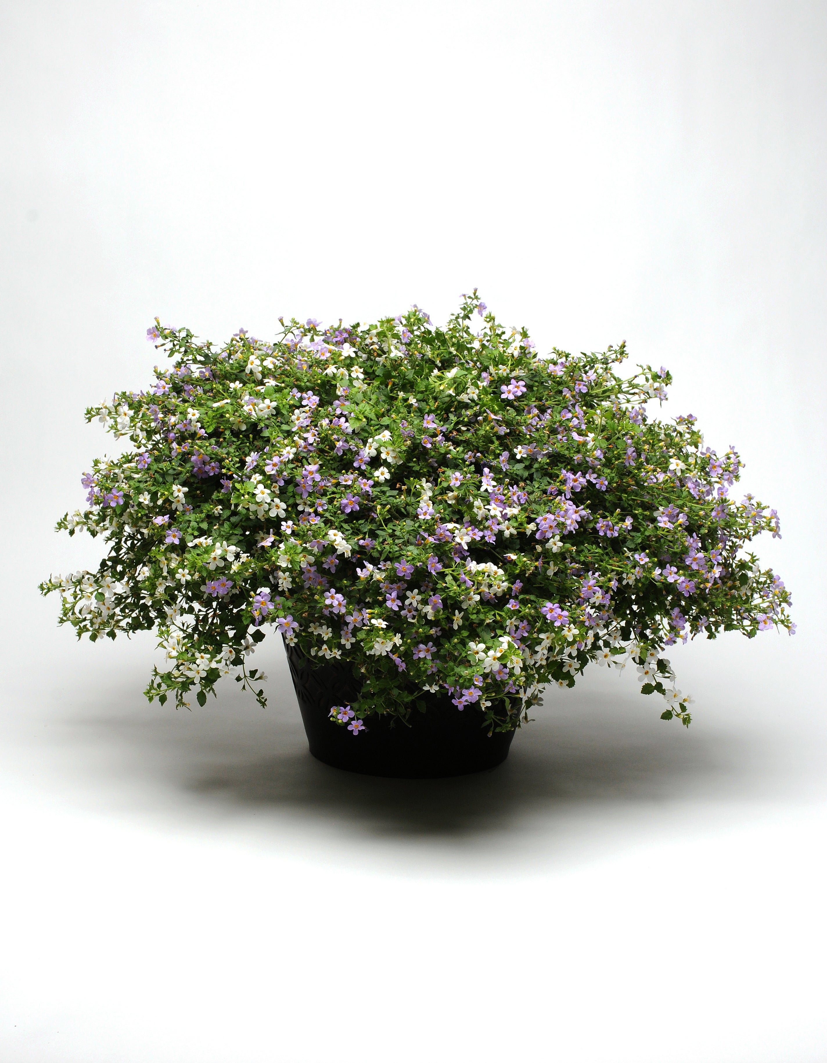 Bacopa,  Utopia