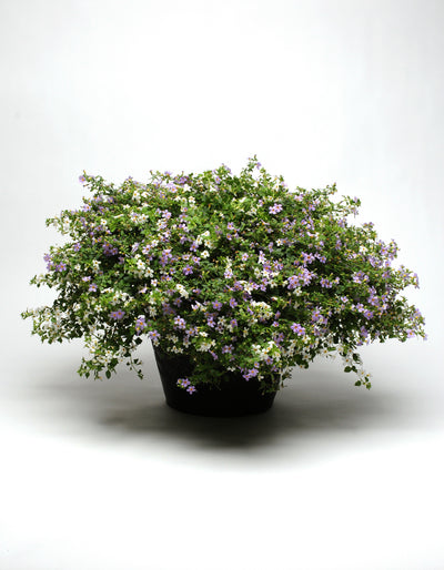 Bacopa,  Utopia