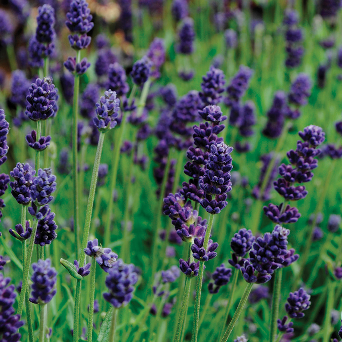 Lavender, Lavance Deep Purple