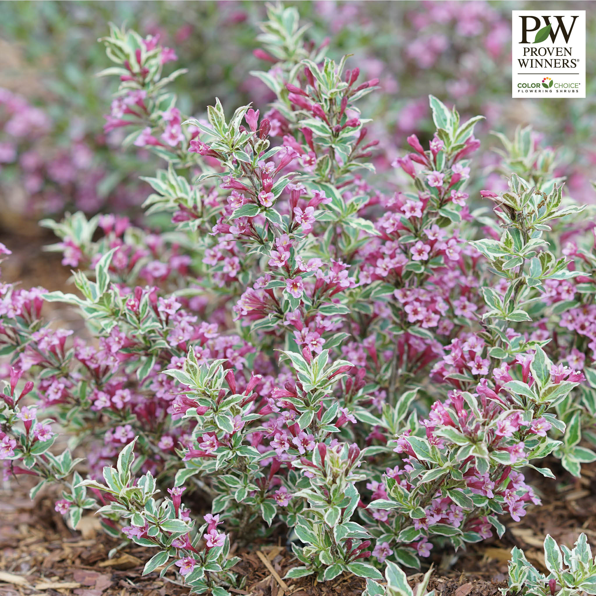Weigela, My Monet Purple Effect®