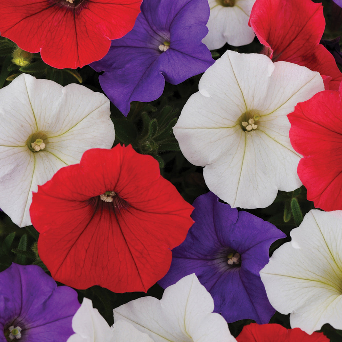 Petunia, Shock Wave® Volt Mix Hybrid