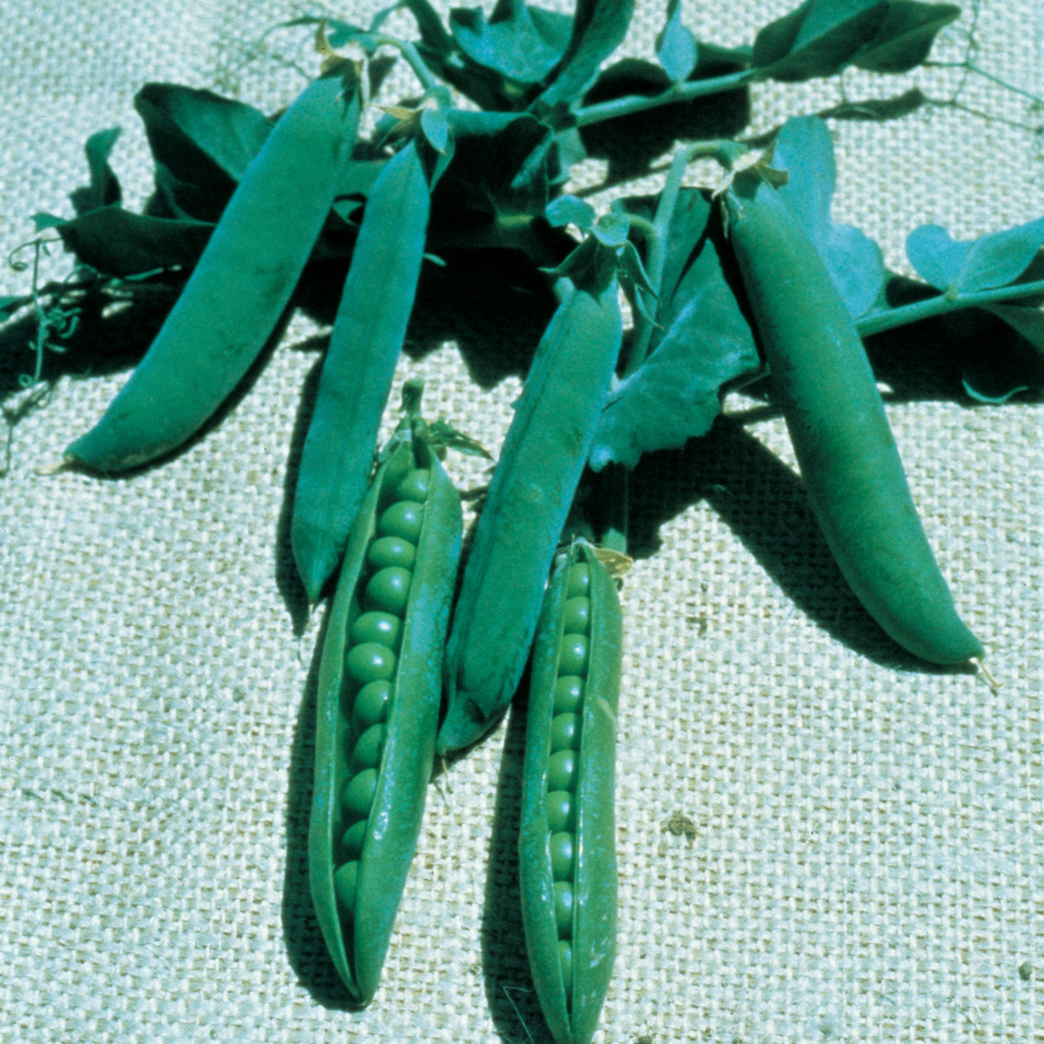 Pea, Lincoln