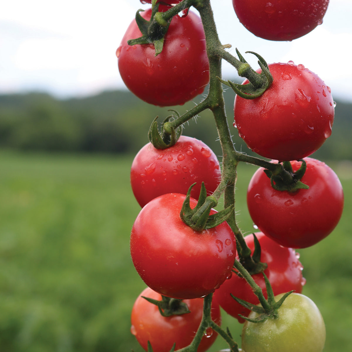 Tomato, Pink Pixie Hybrid