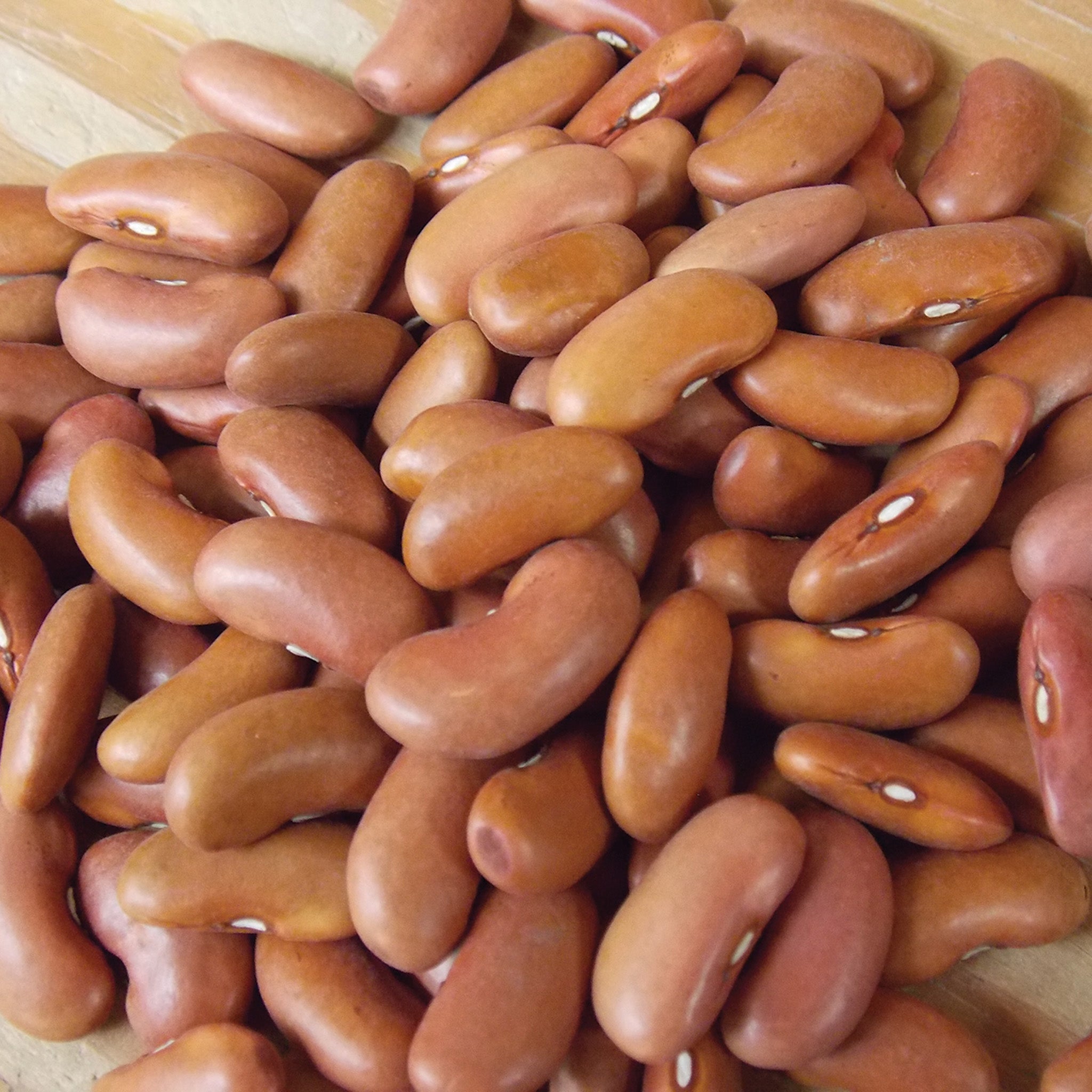 Bean, Bush, Light Red Kidney