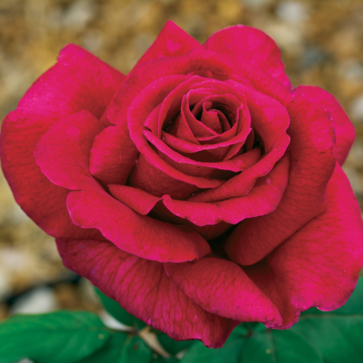 Rose, Hybrid Tea, Mister Lincoln