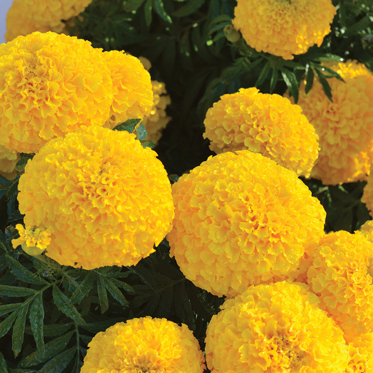 Marigold, Hedge-Mary Gold Hybrid