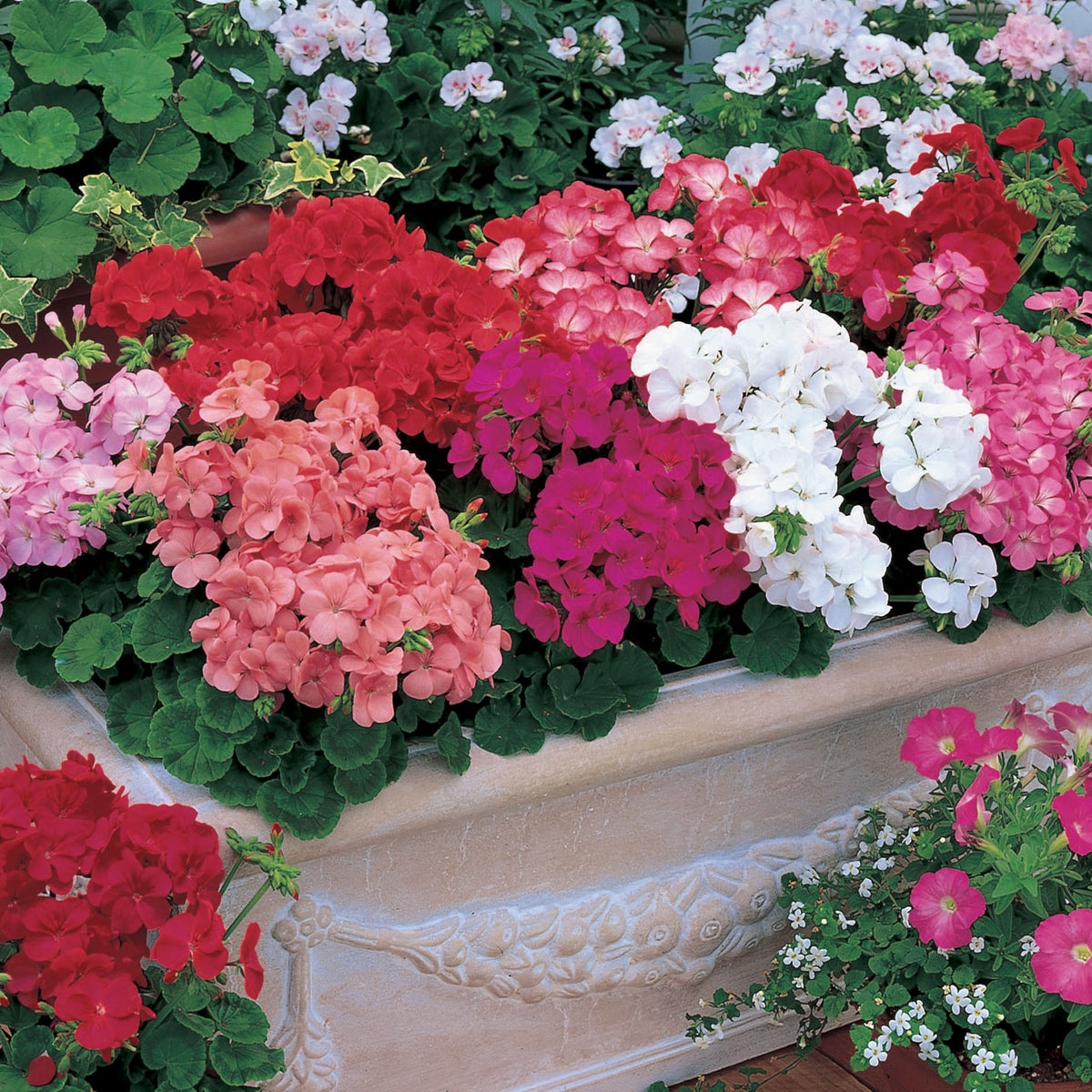 Geranium, Multibloom™ Mix Hybrid