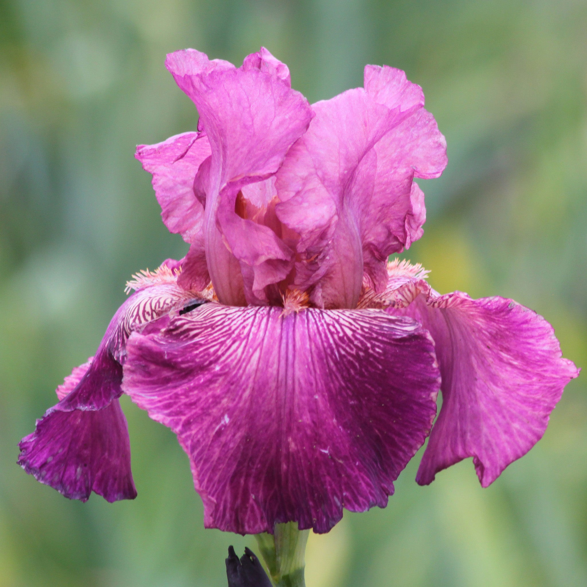 Iris, Reblooming Bearded, Autumn Rose