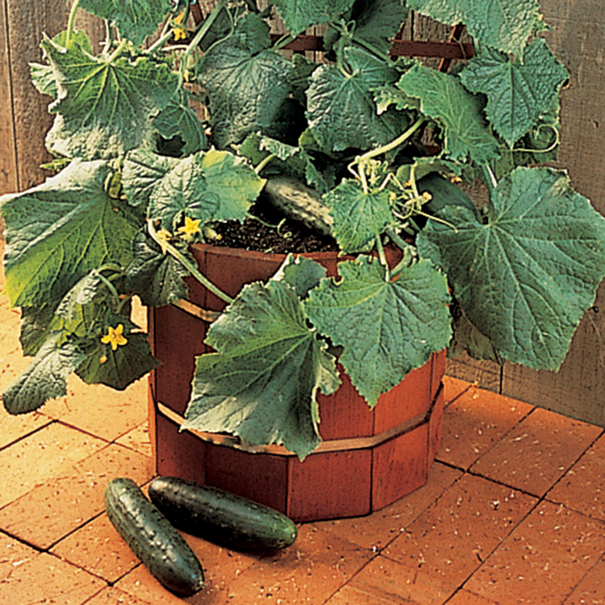 Cucumber, Salad Bush Hybrid