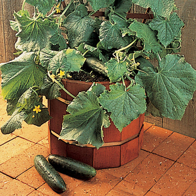 Cucumber, Salad Bush Hybrid
