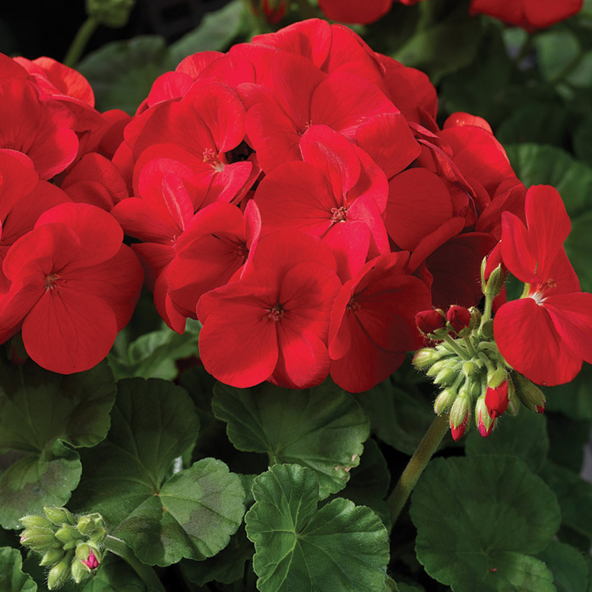 Geranium, Maverick™ Scarlet Hybrid