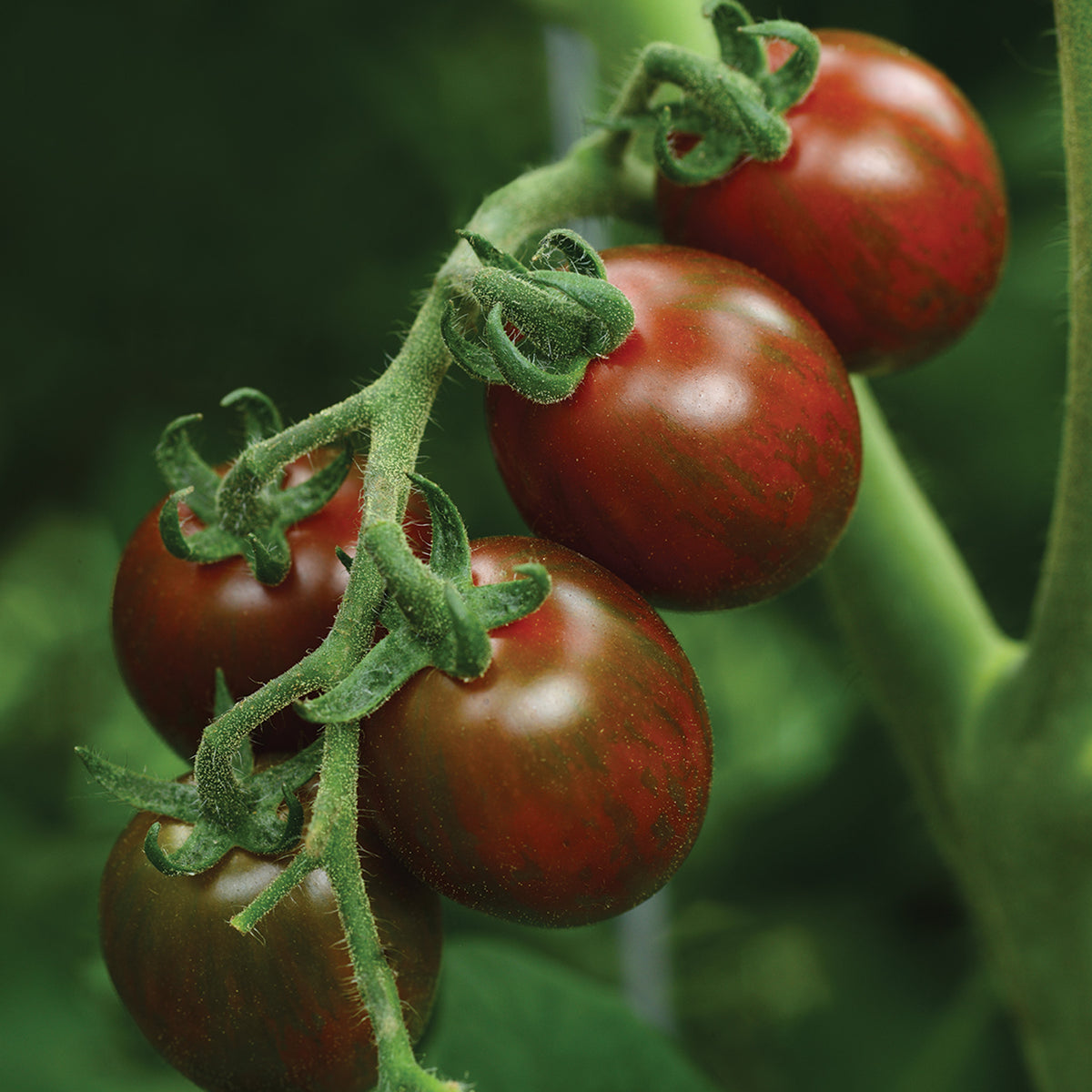 Tomato, Chocolate Sprinkles Hybrid