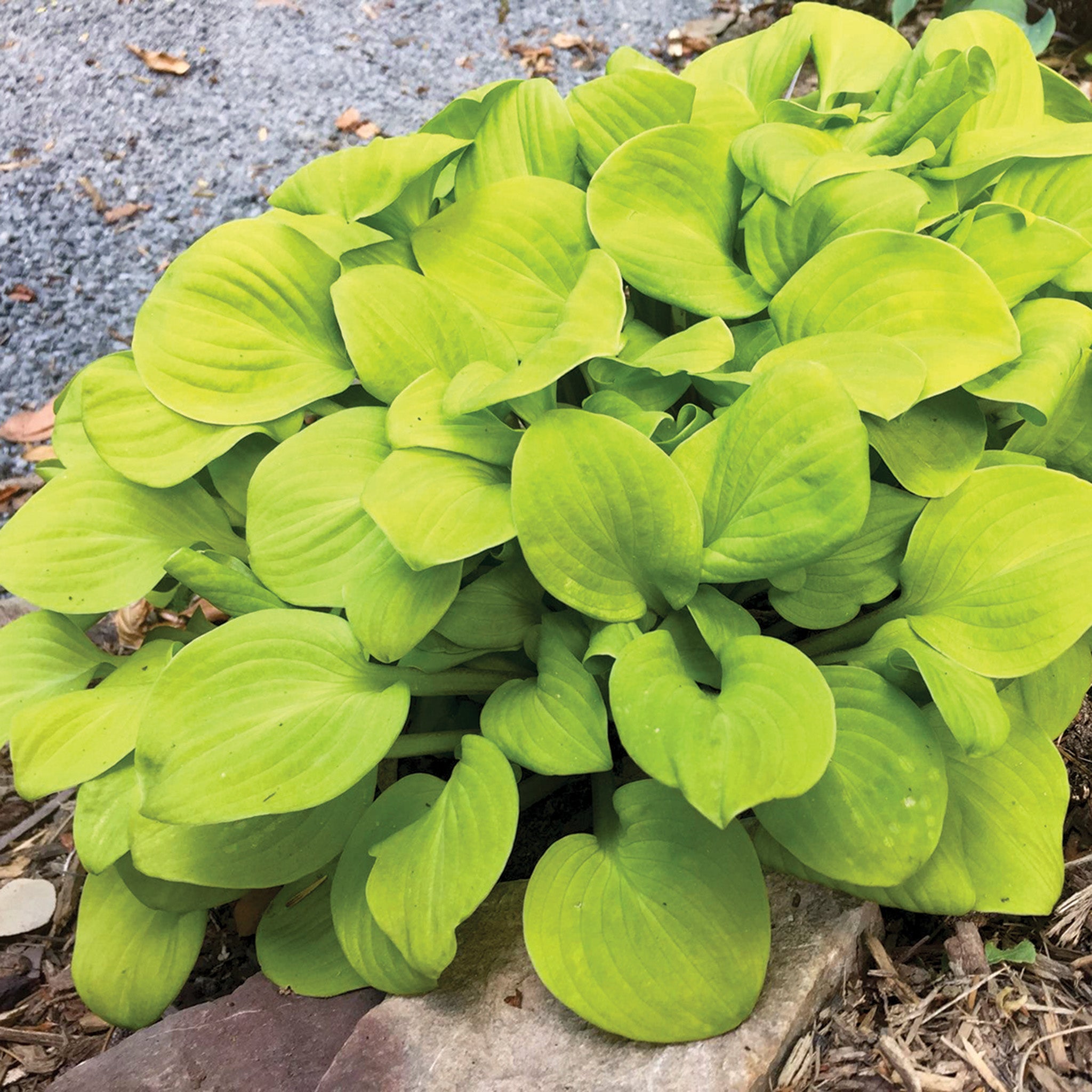Hosta, Sun Mouse